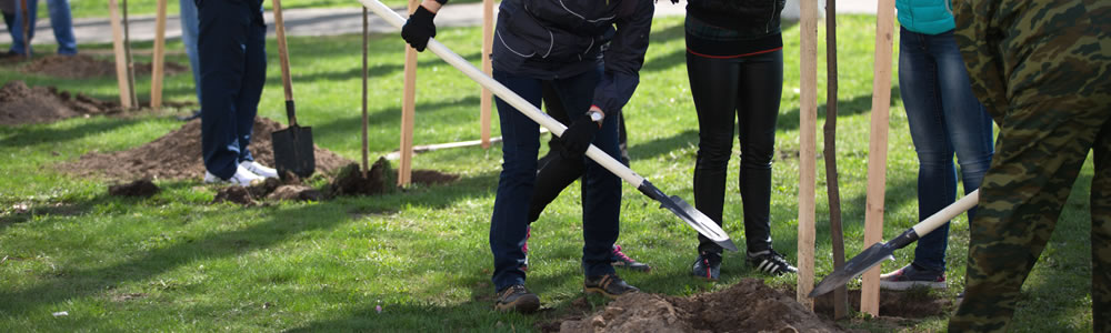 planting trees